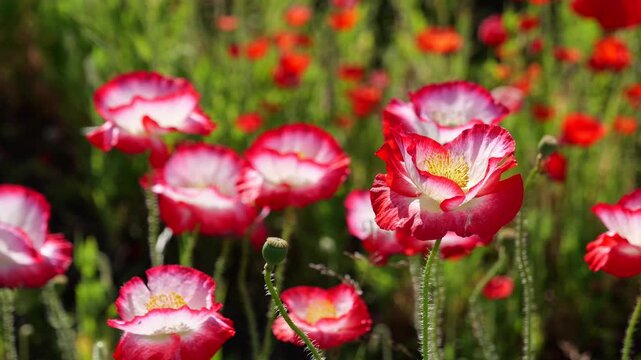 ポピーの花　接写