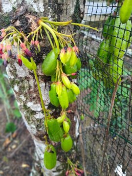 Averrhoa bilimbi (Wuluh)