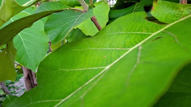 Close Up of Large Broad Green Teak Leaves