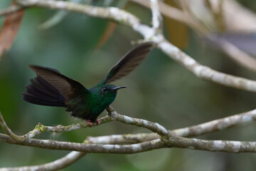 Fototapeta premium Bronze tailed plumeleteer with wings stretched wide
