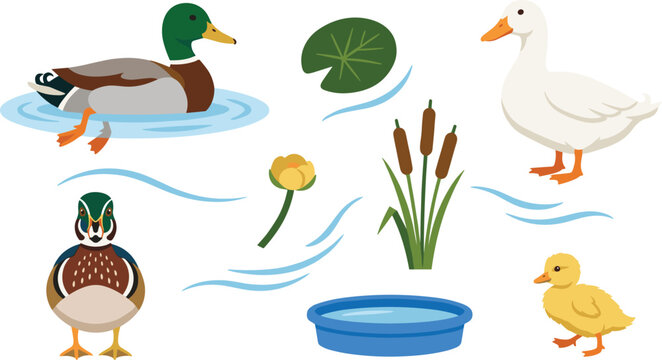 Duck Pond Vector Illustration Featuring Mallard, White, Wood, Yellow Duckling with Lily Pad, Flower, Cattails, and Basin