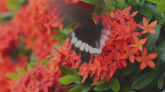 dark black butterfly with white markings feeds on clusters of vibrant orange ixora flowers, surrounded by lush green leaves. Perfect for tropical nature and wildlife content.