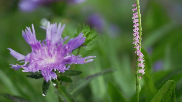 Tokyo, Japan - June 20, 2026: Spiranthes sinensis or Screw flower or Screw pine or Ladies' tresses