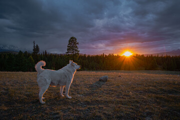 Side view of beautiful white dog standing on meadow looking at golden sunset sunburst. Fluffy pet husky watching scenic forest wilderness landscape under dramatic cloudy sky. © ANDREY