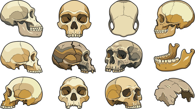 Human Evolution and Anthropology Skull Vector Icon Set Featuring Ancient Hominid Fossils Neanderthal Craniums Jawbone and Modern Anatomy for Science Education