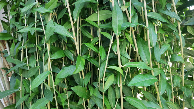 Dense Green Lee Kuan Yew Vine Foliage Background