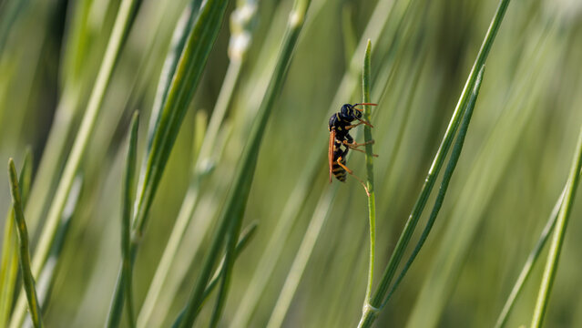 A wasp of genus Polistes dominula
