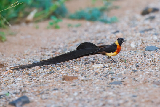 Eastern Paradise-Whydah Vidua paradisaea, Long-tailed Paradise Whydah (Vidua paradisea) in breeding plumage standing on a dirt ground near green vegetation.