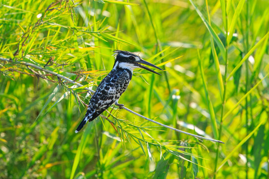 Pied kingfisher (Ceryle rudis) perched on a reed branch with open beak against a bright green reedbed background, Kruger National Park, South Africa.