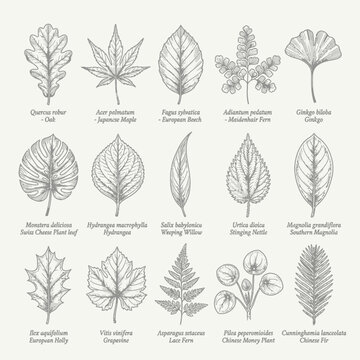 Set of hand drawn botanical leaf illustrations with scientific names and common names.