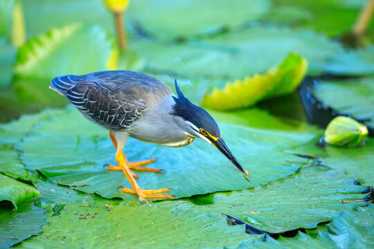 Little heron (Butorides striata) standing on a large green lily pad and catching a dragonfly in its beak, Kruger National Park, South Africa.