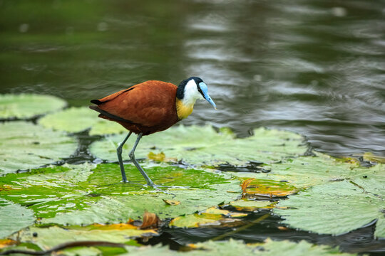 African jacana (Actophilornis africanus) walking on floating green lily pads in a calm wetland lake, Kruger National Park, South Africa.
