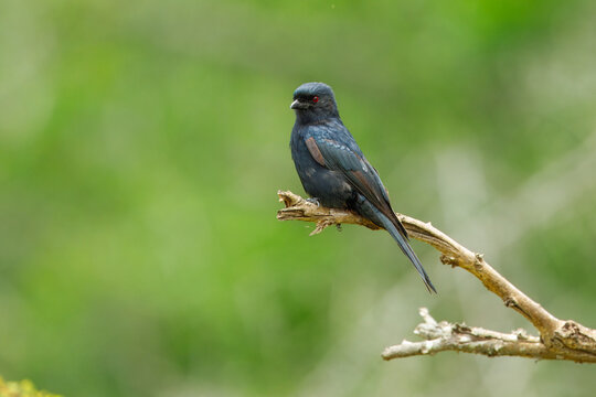 Fork-tailed drongo (Dicrurus adsimilis) perched on a dry tree branch against a soft blurred green background, Kruger National Park, South Africa.