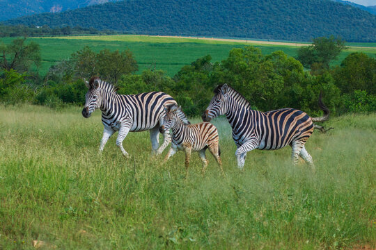 A family of African zebras with a small young foal running through the green grass of the savannah, with scenic hills in the background during a safari in Kenya.