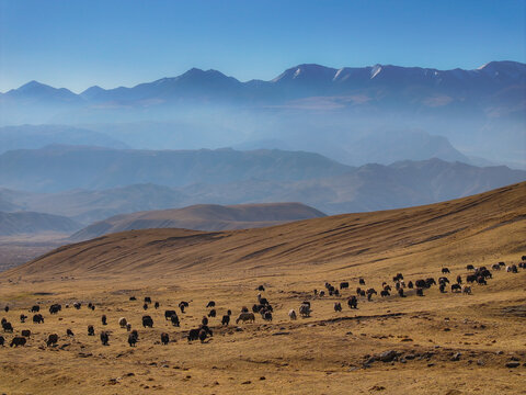 Aerial view of a herd of yaks grazing on a vast, dry mountain slope with layered mountain ranges and a clear blue sky in the background in Nepal.