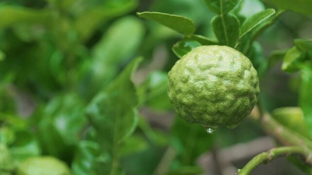 Close-up of fresh kaffir lime (bergamot) hanging on tree with glistening raindrops after rainfall in lush tropical garden.