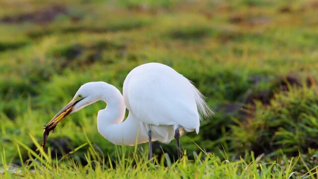 Close up of an Eastern Great egret (Ardea modesta) having a fish in its beak and trying to eat it. Chobe National Park, Botswana, South Africa 