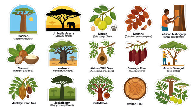 African Trees  Plants Vector Set: Baobab, Marula, Mahogany, Teak. Botanical Species, Fruits  Wood in Flat Design