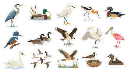 Fototapeta premium Flat Design Illustration of Various Water Birds on White Background