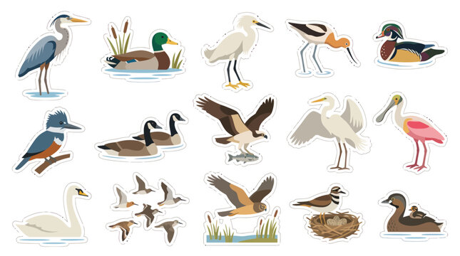 Flat Design Illustration of Various Water Birds on White Background