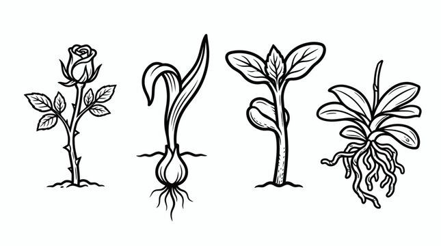 Diverse Plant Growth Stages: Rose, Bulb, Seedling, Orchid