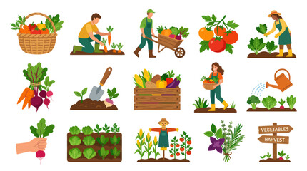 Fototapeta premium Flat Vector Illustration of Organic Vegetable Farming and Harvesting