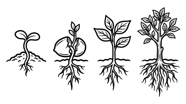 Plant Growth Stages: Seedling to Tree with Roots