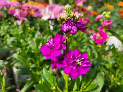 
Matthiola incana is a species of flowering plant in the cabbage family Brassicaceae. Common names include Brompton stock, common stock, hoary stock, ten-week stock, and gilly-flower