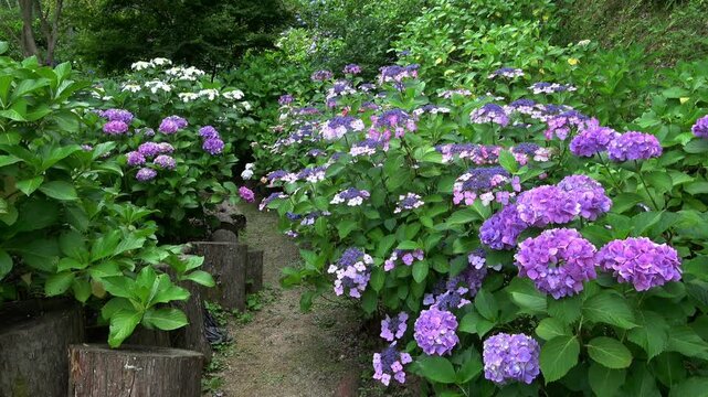 紫色の紫陽花が群生する小道  梅雨の風景  4K