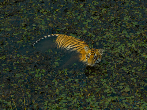 Aerial view of a tiger swimming through a pond covered in floating green leaves in Nepal.
