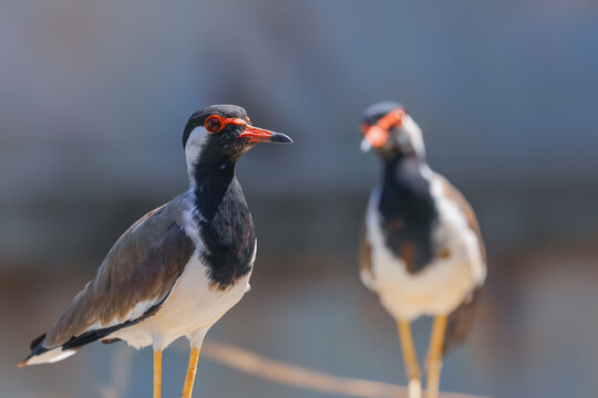 Red wattled lapwing standing with another bird in background