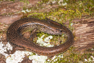 Fototapeta premium Close up of a common skink, Oligosoma polychroma, also known as the northern grass skink, which is a species of skink native to New Zealand
