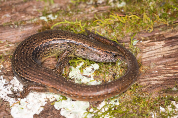 Obraz premium Close up of a common skink, Oligosoma polychroma, also known as the northern grass skink, which is a species of skink native to New Zealand