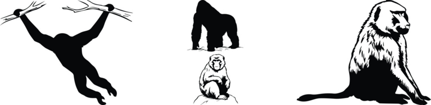 Primate silhouette vector set, black and white monkey illustrations, gorilla and orangutan wildlife graphics, exotic ape animal collection