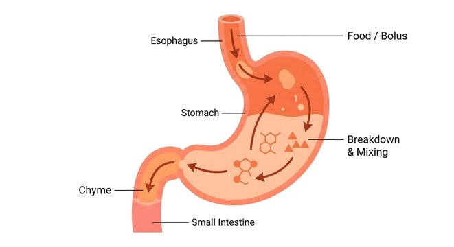 Human Stomach Anatomy and Digestion Process Diagram Showing Food Bolus, Esophagus, Breakdown and Mixing, Chyme, and Small Intestine