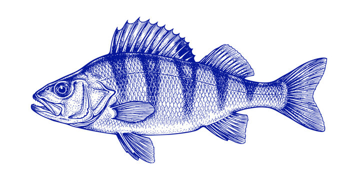 monochrome hand drawn of Perch fish