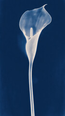 Obraz premium Elegant white calla lily silhouette
