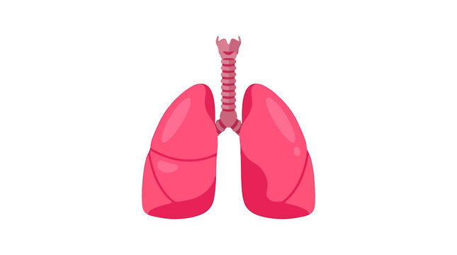 Healthy Bright Pink Human Lungs Anatomy Icon