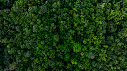 Obraz premium Forest and tree landscape texture abstract background, Aerial top view forest atmosphere area, Texture of forest view from above, Ecosystem and healthy ecology environment concepts.