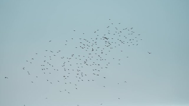 Low angle shot of a large flock of Atlantic puffins flying together in the overcast sky over Mykines, Faroe Islands - 페로 제도 미키네스섬의 흐린 하늘 위를 무리 지어 날아가는 수많은 대서양 퍼핀(바다오리) 조류 선상 풍경