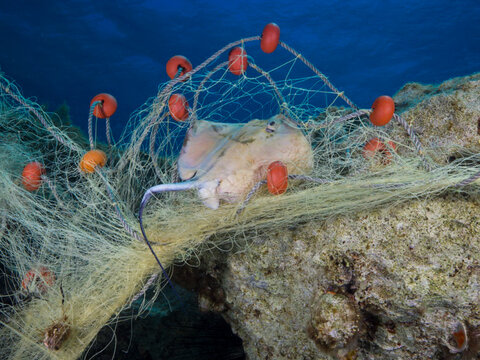 Stingrays caught in ghost nets