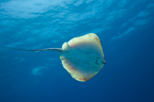 Baby stingray from the Mediterranean Sea