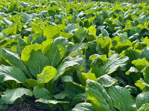 Lush green mustard greens growing in a fertile agricultural field under bright sunlight. Healthy organic leaf vegetables ready for harvest. Perfect farming and fresh agricultural produce background.