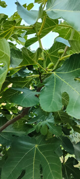 Fresh green fig leaves and unripe fruits on the tree branch. Natural botanical detail with organic garden texture.