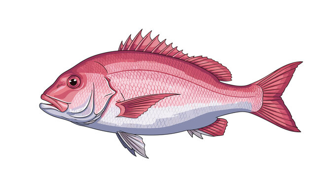 Northern Red Snapper
