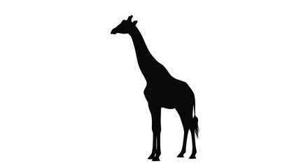 Fototapeta premium Giraffe Silhouette Against A White Background african