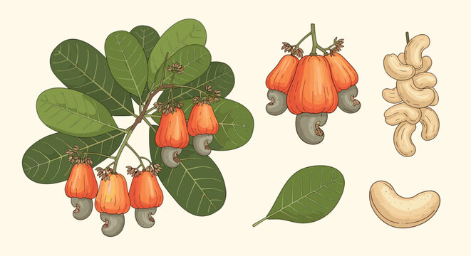 Complete botanical illustration set of the cashew plant including branches with leaves, cashew apples, nuts, and kernels in various views.