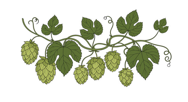 artistic sketch of a hops vine with green leaves and cone shaped fruits commonly used as a flavoring agent in traditional beer production.