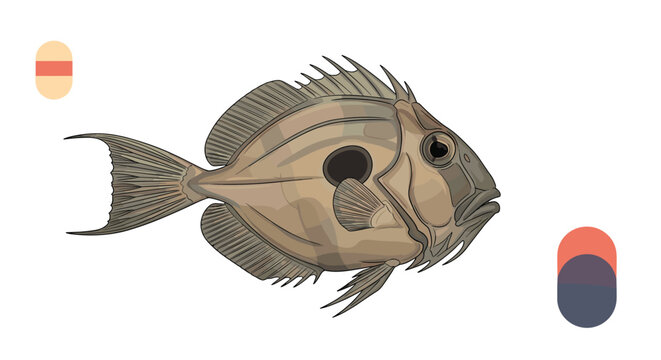 Detailed scientific illustration of a John Dory fish, highlighting its unique body shape and the characteristic dark spot on its side.