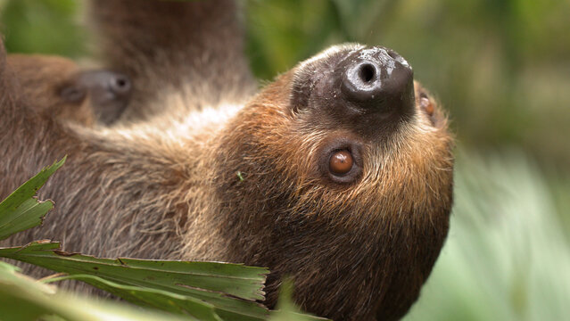 Close-up of a Two-Toed Sloth Looking Up in the Jungle